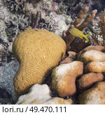 Details of coral reef underwater, Three Amigos, Turneffe Atoll, Belize Barrier Reef, Belize. Стоковое фото, агентство Ingram Publishing / Фотобанк Лори