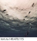 Fish underwater, Secret Spot, Turneffe Atoll, Belize Barrier Reef, Belize. Стоковое фото, агентство Ingram Publishing / Фотобанк Лори