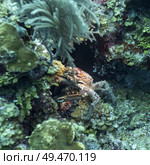 Crab with corals underwater, Belize. Стоковое фото, агентство Ingram Publishing / Фотобанк Лори