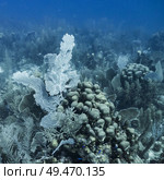 Corals underwater, Dive Site, East Wall, Belize. Стоковое фото, агентство Ingram Publishing / Фотобанк Лори