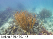 Corals underwater, Turneffe Atoll, Belize Barrier Reef, Belize. Стоковое фото, агентство Ingram Publishing / Фотобанк Лори