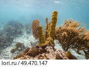 Corals underwater, Turneffe Atoll, Belize Barrier Reef, Belize. Стоковое фото, агентство Ingram Publishing / Фотобанк Лори