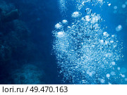 Bubbles formation by jellyfish underwater, Tarpon Cayes, Belize Barrier Reef, Lighthouse Reef, Belize. Стоковое фото, агентство Ingram Publishing / Фотобанк Лори
