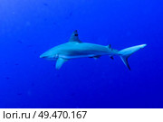 Grey Reef Shark (Carcharhinus amblyrhynchos) underwater, Tarpon Cayes, Belize Barrier Reef, Lighthouse Reef, Belize. Стоковое фото, агентство Ingram Publishing / Фотобанк Лори