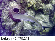 Grey Reef Shark (Carcharhinus amblyrhynchos) near coral reef underwater, Tarpon Cayes, Belize Barrier Reef, Lighthouse Reef, Belize. Стоковое фото, агентство Ingram Publishing / Фотобанк Лори