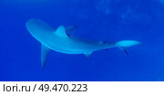 Grey Reef Shark (Carcharhinus amblyrhynchos) under water, Tarpon Cayes, Belize Barrier Reef, Lighthouse Reef, Belize. Стоковое фото, агентство Ingram Publishing / Фотобанк Лори