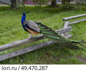 Peacock perching on a wooden fence, Beacon Hill Park, Fairfield, Victoria, British Columbia, Canada. Стоковое фото, агентство Ingram Publishing / Фотобанк Лори