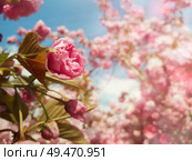 Close up full bloom of sakura Japanese cherry blossom. Wild pink flowering tree buds blooming and green leaves growing. Floral pattern, spring clusters on the branches in a sunny day in the park. Стоковое фото, агентство Ingram Publishing / Фотобанк Лори