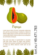 Papaya exotic fruit vector poster text and palm leaves. Papaw or pawpaw Carica plant. Tropical food, similar in appearance tor pear, dieting veggies. Papaya Exotic Fruit Vector Poster Text Palm Leaves. Стоковая иллюстрация, агентство Ingram Publishing / Фотобанк Лори