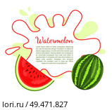 Watermelon or citron melon berry poster with frame and place for text. Ripe tropical or subtropical plant vector illustration icon isolated on white. Watermelon Citron Melon Berry Ripe Tropical Fruit. Стоковая иллюстрация, агентство Ingram Publishing / Фотобанк Лори
