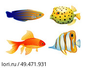 Blue striped tamarin wrasse, gold and butterfly, box fish. Rare marine creature specie color vector illustration isolated on white maritime poster.. Maritime Poster with Diverse Aquarium Fish Specie. Стоковая иллюстрация, агентство Ingram Publishing / Фотобанк Лори