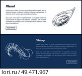 Mussel and shrimp vector double color graphic. Hand drawn seafood set, decorative icons of mollusk and crustacean vintage restaurant menu template. Mussel and Shrimp Vector Double Color Graphic. Стоковая иллюстрация, агентство Ingram Publishing / Фотобанк Лори