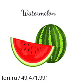 Watermelon or citron melon berry, ripe tropical plant whole and cut piece vector icon isolated on white. Food with seeds or seedless edible fruit. Watermelon Citron Melon Berry Ripe Tropical Fruit. Стоковая иллюстрация, агентство Ingram Publishing / Фотобанк Лори
