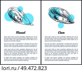 Mollusk and clam posters set with monochrome outline sketches and blue circles bokeh. Text sample and unprepared sea ingredients vector illustration. Mollusk and Clam Posters Set Vector Illustration. Стоковая иллюстрация, агентство Ingram Publishing / Фотобанк Лори