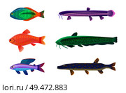 Jewel cichlid and brook trout fish. Tropical cold-blooded animals with no limbs living in water. Different types of sea creatures vector illustration. Jewel Cichlid and Brook Set Vector Illustration. Стоковая иллюстрация, агентство Ingram Publishing / Фотобанк Лори