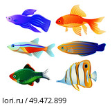 Variety fish specie color flat vector illustration set. Sea or ocean creature as domestic aquarium animal depiction idea for educational magazine.. Sea Creature Illustration for Educational Poster. Стоковая иллюстрация, агентство Ingram Publishing / Фотобанк Лори