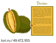 Durian exotic juicy fruit with unusual flavour and odour vector poster with frame and text sample. Tropical edible food, dieting vegetarian banner. Durian Exotic Juicy Fruit Unusual Flavour Poster. Стоковая иллюстрация, агентство Ingram Publishing / Фотобанк Лори