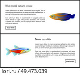 Blue striped tamarin wrasse posters set with titles and buttons. Neon tetra fish biodiversity of tropical islands. Web sites on vector illustration. Blue Striped Tamarin Wrasse Vector Illustration. Стоковая иллюстрация, агентство Ingram Publishing / Фотобанк Лори
