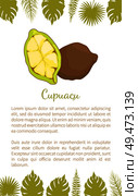 Cupuacu exotic cupuassu, cupuazu and copoasu, tropical rainforest fruit related to cacaovector poster with text sample and palm leaves. Dieting vegetarian icon, edible. Cupuacu Exotic Cupuassu Cupuazu and Copoasu Poster. Стоковая иллюстрация, агентство Ingram Publishing / Фотобанк Лори