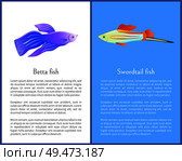 Betta fish and swordtail fish icons double color. Freshwater aquarium pets on blue and white color background in cartoon style vector illustration. Betta Fish and Swordtail Fish Icons Double Color. Стоковая иллюстрация, агентство Ingram Publishing / Фотобанк Лори