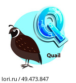 Quail bird for Q letter representation vector. Fresh idea for enjoyable developmental and entertaining alphabet lessons with preschoolers.. Q Letter with Quail Bird for Alphabet Learning. Стоковая иллюстрация, агентство Ingram Publishing / Фотобанк Лори