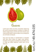 Guava or pineapple guavas exotic juicy fruit vector poster text sample and leaves. Tropical edible food, dieting veggies full of vitamins with eatable flesh. Guava Pineapple Guavas Exotic Juicy Fruit Vector. Стоковая иллюстрация, агентство Ingram Publishing / Фотобанк Лори
