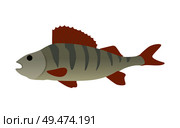 Fish with fins and gills. Closeup of icon of water animal with no limbs. Vertebrate body of marine or river dweller isolated on vector illustration. Fish with Fins Closeup Icon Vector Illustration. Стоковая иллюстрация, агентство Ingram Publishing / Фотобанк Лори