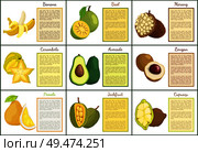 Banana and bael posters set with text sample vector. Tropical fruits longan, mamey and cupuacu, durian and pomelo avocado and carambola star slice. Banana and Bael and Avocado Posters Set Vector. Стоковая иллюстрация, агентство Ingram Publishing / Фотобанк Лори