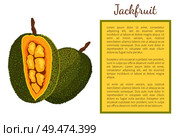 Jackfruit exotic juicy stone fruit whole and cut vector poster frame. Jack tree, fenne, jakfruit or jak. Fig, mulberry, breadfruit. Tropical edible food. Jackfruit Exotic Juicy Stone Fruit Vector Poster. Стоковая иллюстрация, агентство Ingram Publishing / Фотобанк Лори