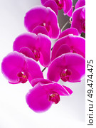 Beautiful Pink phalaenopsis Orchid Flower around white background. close up. Стоковое фото, агентство Ingram Publishing / Фотобанк Лори