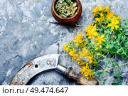 Fresh flowers of St. John’s wort.Herbal medicine.Medicinal herbs.Tutsan. Bunch of blooming Hypericum. Стоковое фото, агентство Ingram Publishing / Фотобанк Лори