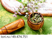Medicinal herb Salvia officinalis.Fresh sage herb.Clary sage. Fresh leaves of sage. Стоковое фото, агентство Ingram Publishing / Фотобанк Лори