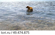 Red dog in the sea cools down after active play. The obedient dog wet his paws. Стоковое видео, видеограф Кирилл Зотов / Фотобанк Лори