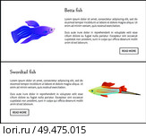 Betta and swordtail fish posters and editable information set. Varieties of biodiversity marine fauna. Colored unique species vector illustration. Betta and Swirdtail Fish Set Vector Illustration. Стоковая иллюстрация, агентство Ingram Publishing / Фотобанк Лори