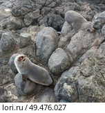 Sealions on the rocks. Стоковое фото, агентство Ingram Publishing / Фотобанк Лори