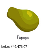 Papaya exotic fruit vector isolated. Papaw or pawpaw Carica plant. Tropical food, similar in appearance tor pear, dieting vegetarian grocery icon. Papaya Exotic Fruit Vector Isolated. Papaw Pawpaw. Стоковая иллюстрация, агентство Ingram Publishing / Фотобанк Лори