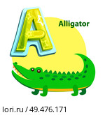Alligator children alphabet with word and character. Water dweller with crocodile animal. Educational learning flashcard isolated vector, letter A. Alligator Children Alphabet Vector Illustration. Стоковая иллюстрация, агентство Ingram Publishing / Фотобанк Лори