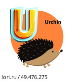 Urchin children alphabet poster with circle and hedgehog. Educational worksheet flashcard with word and letter U. Learning language isolated vector. Urchin Childrens Alphabet Vector Illustration. Стоковая иллюстрация, агентство Ingram Publishing / Фотобанк Лори