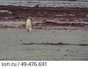 Penguin walking on beach. Стоковое фото, агентство Ingram Publishing / Фотобанк Лори
