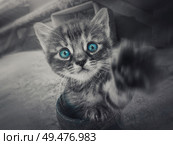 Close up black and white portrait of a cute little striped kitten with the pow outstretched to camera looking curious with the blue eyes selective color effect. Стоковое фото, агентство Ingram Publishing / Фотобанк Лори