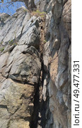 Young tree growing from a crack in the rock. Wild untouched nature. Стоковое видео, видеограф Кирилл Зотов / Фотобанк Лори