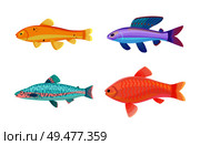 Jewel cichlid and blue jack dempsey fish set. Limbless cold-blooded animal with dorsal fin. Species of marine life environment vector illustration. Jewel Cichlid Jack Dempsey Vector Illustration. Стоковая иллюстрация, агентство Ingram Publishing / Фотобанк Лори