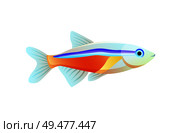 Bright neon tetra fish isolated on white poster, vector illustration of exotic colorful marine habitant with orange stain and blue stripe on flesh. Bright Neon Tetra Fish Isolated on White Poster. Стоковая иллюстрация, агентство Ingram Publishing / Фотобанк Лори
