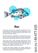 Bass or bream marine creature as seafood flat vector illustration in sketch style. Nautical information poster on white and blue spots with text.. Bass or Bream Marine Creature Hand Drawn Poster. Стоковая иллюстрация, агентство Ingram Publishing / Фотобанк Лори