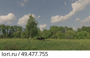корова на лугу. Стоковое видео, видеограф Максим Камкин / Фотобанк Лори