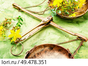 Flowering medicinal hypericum on medical scales.Medicinal herbs. Hypericum medicinal plant. Стоковое фото, агентство Ingram Publishing / Фотобанк Лори