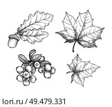 Maple leaf and autumnal acorn hanging on foliage branch monochrome sketches outline set vector. Cranberry berry harvested in autumn period defoliation. Maple Leaf and Autumnal Acorn Hanging Set Vector. Стоковая иллюстрация, агентство Ingram Publishing / Фотобанк Лори