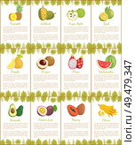 Pomelo and longan, coconut and citron, passion fruit and mango slice. Carambola and cupuacu, papaya and watermelon, salak and marang posters vector. Pomelo and Longan Posters Vector Illustration. Стоковая иллюстрация, агентство Ingram Publishing / Фотобанк Лори