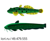 Wels catfish green fish set. Limbless animals with dark spots on body. Creatures living underwater having no limbs, isolated on vector illustration. Wels Catfish Green Fish Set Vector Illustration. Стоковая иллюстрация, агентство Ingram Publishing / Фотобанк Лори