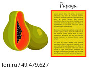 Papaya exotic fruit whole and cut vector poster Papaw or pawpaw Carica plant. Tropical food, similar in appearance tor pear, dieting vegetarian grocery. Papaya Exotic Fruit Vector Poster. Papaw Pawpaw. Стоковая иллюстрация, агентство Ingram Publishing / Фотобанк Лори